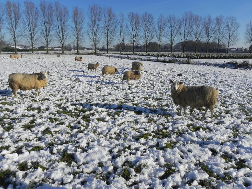 Hoeve De Mertel Biezenmortel