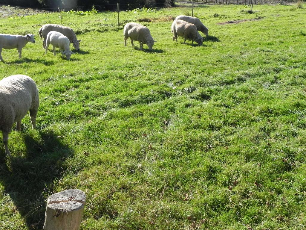 Herberg Hoeve De Mertel Biezenmortel